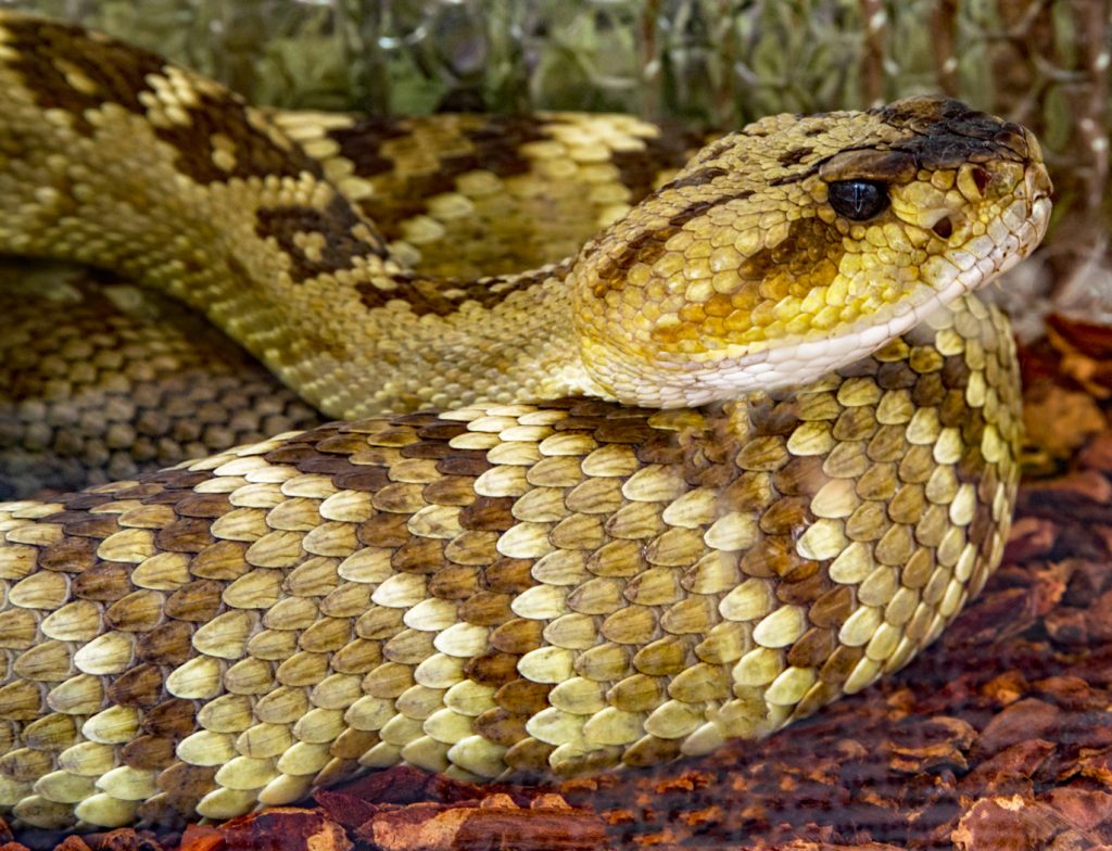 Mojave Rattlesnake - Mark Huddleston